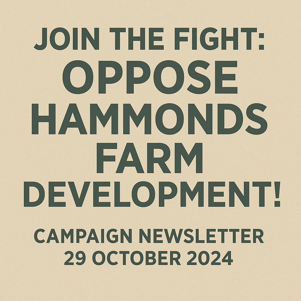 Campaign Newsletter – 29 October 2024